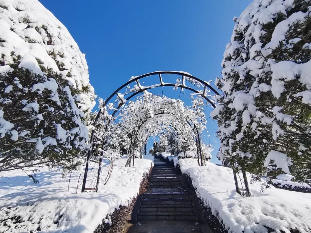 雪落玉龙，三冬含暖。